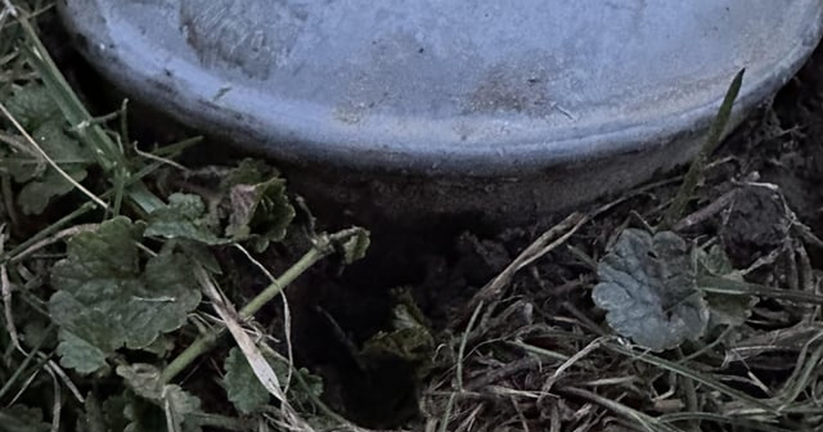 I recently bought a new house and this is in my backyard. Looks like a ...