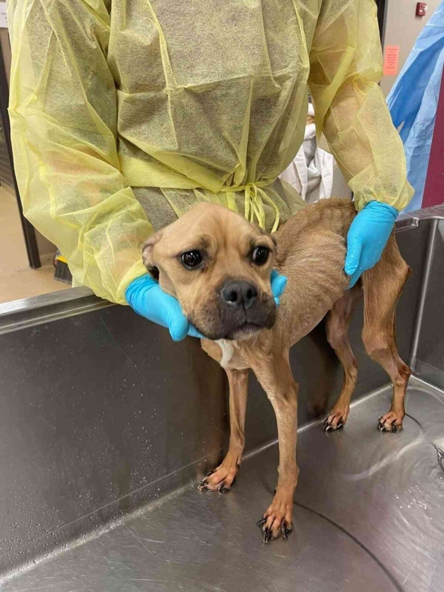 Παρόλο που κακοποιήθηκε, ένα αδύναμο σκυλί προσφέρει στοργή στους διασώστες του