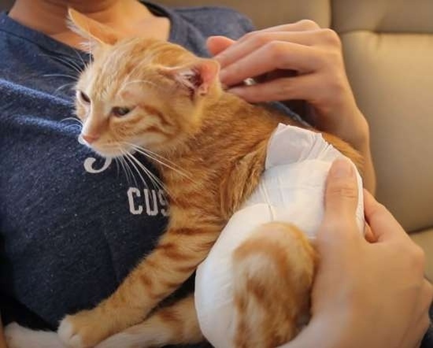 Η άστεγη γάτα έχει κρύψει το μωρό της που δεν μπορεί να περπατήσει, ώστε κανείς να μην μπορεί να του κάνει κακό