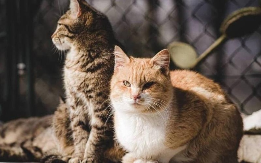 «Ζητούνται υπάλληλοι γάτες»: Και τα κατοικίδια πιάνουν… δουλειά στην Κίνα