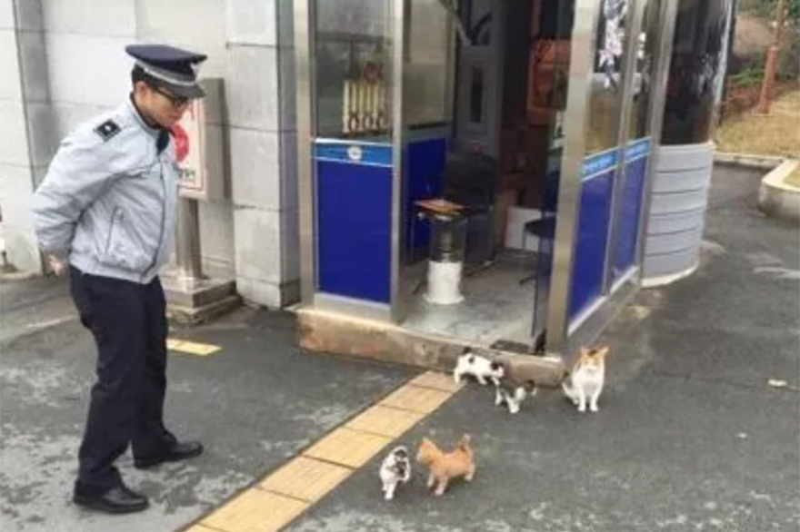 Αδέσποτη γατομαμά φέρνει τα μικρά της σε αστυνομικό σταθμό που γίνεται το παντοτινό σπίτι τους