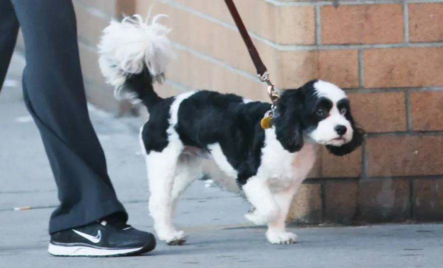Απίστευτη σύμπτωση: Τι κοινό έχουν ο Ντέιβιντ Μπάουι και το σκυλί του;