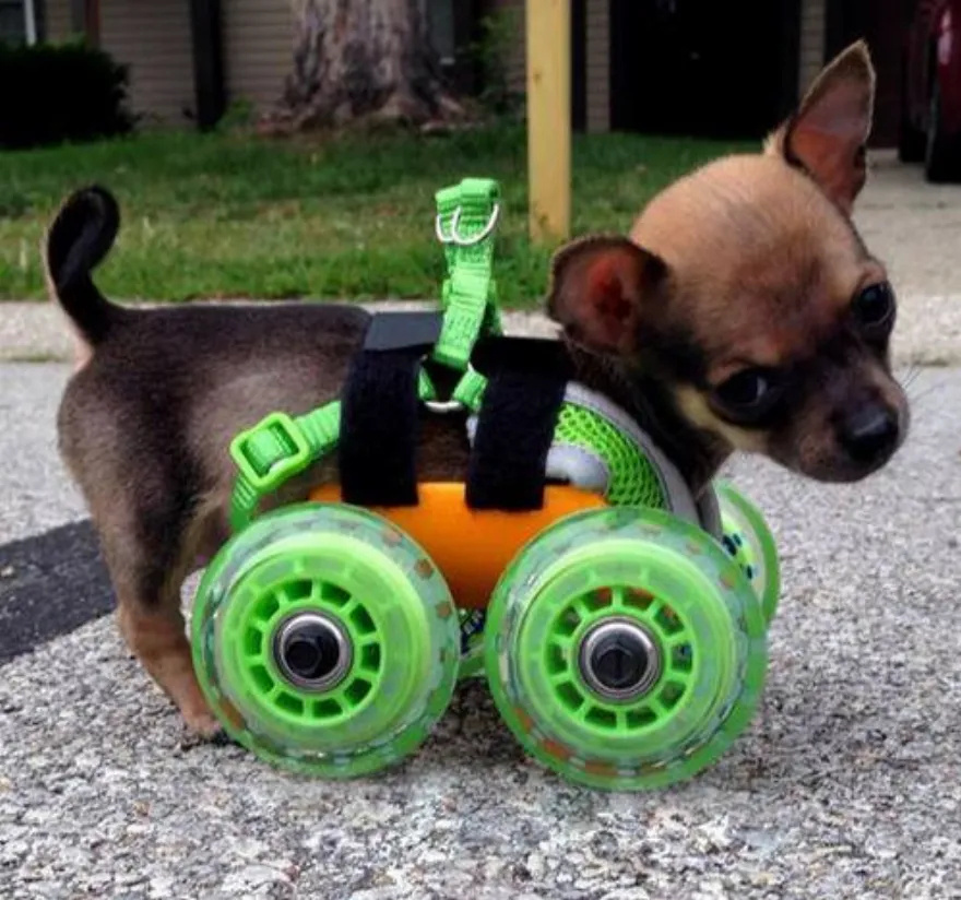 Βασίλης Τζιγκούρας: Ο άνθρωπος που διευκολύνει τις ζωές ζώων με κινητικά προβλήματα κατασκευάζοντας αναπηρικά αμαξίδια