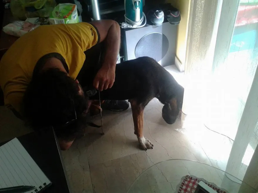 Βασίλης Τζιγκούρας: Ο άνθρωπος που διευκολύνει τις ζωές ζώων με κινητικά προβλήματα κατασκευάζοντας αναπηρικά αμαξίδια