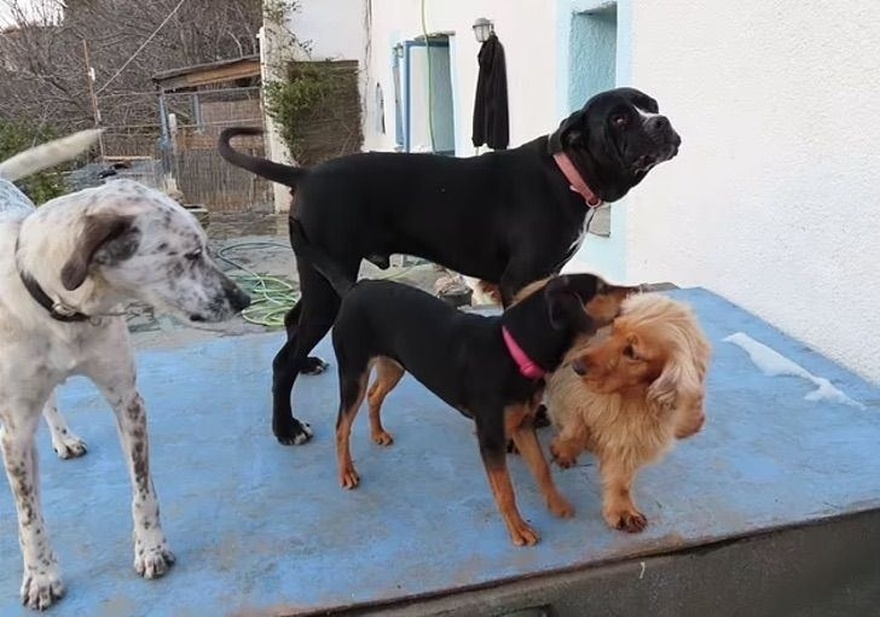 «Δεν το μετανιώνω»: Η γιαγιά χρησιμοποίησε μια κληρονομιά εκατομμυρίων και δημιούργησε ένα καταφύγιο για σκύλους