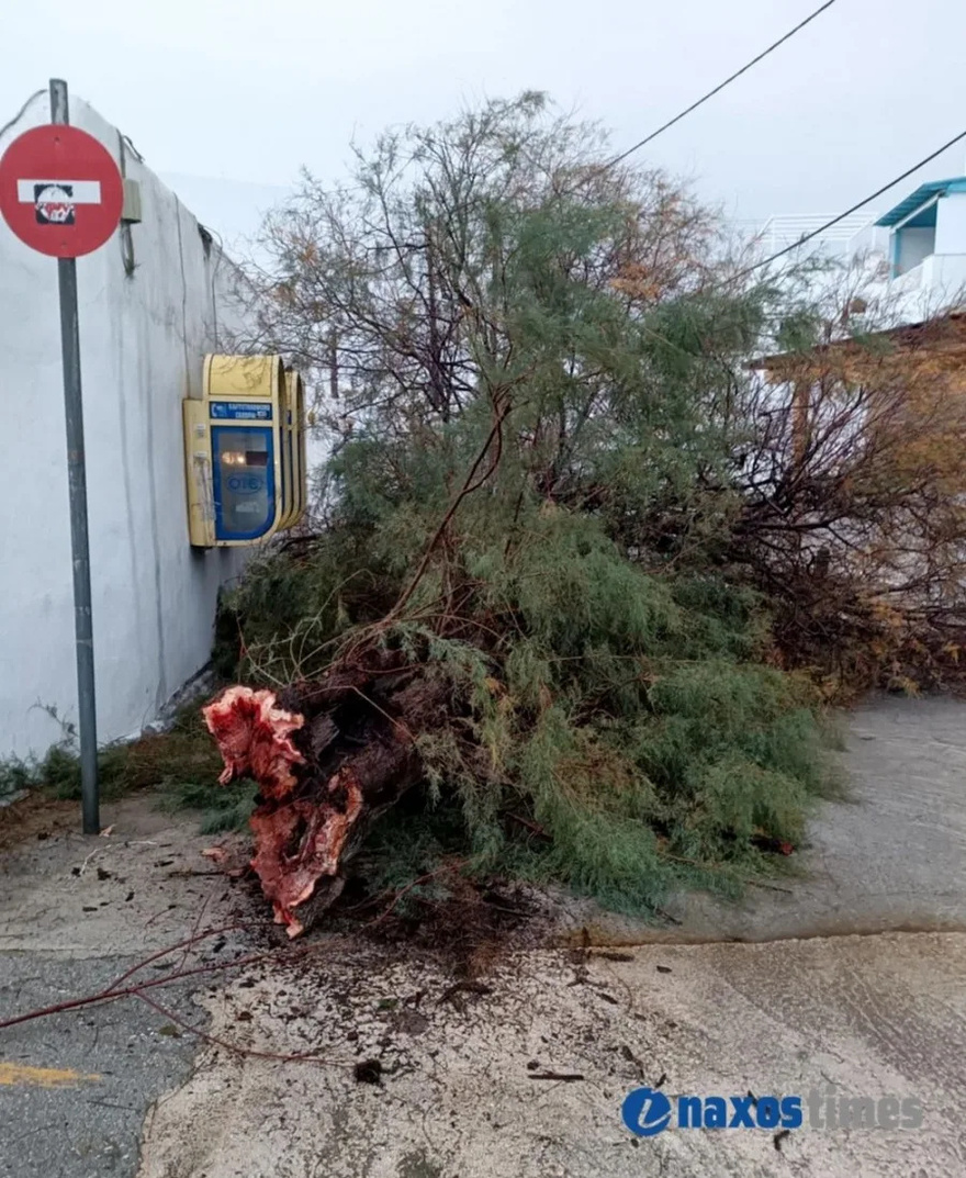 Συναγερμός σε μεγάλο λιμάνι της χώρας – Δεν έδεσε πλοίο, ξεριζώθηκε δέντρο