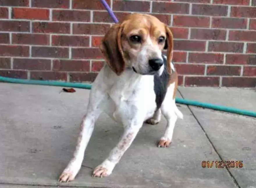 Η Μέγκαν Μαρκλ πήρε αυτό το σκυλί από καταφύγιο σε βασιλική οικογένεια