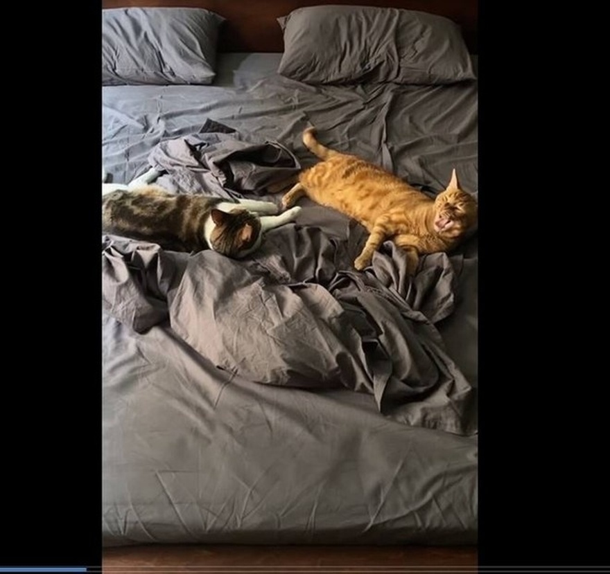 Νεοκλασικό, γεμάτο ζωάκια και γωνιές χαλάρωσης: Το υπέροχο σπίτι του Μιχάλη Λεβεντογιάννη δεν είναι αυτό που περίμενες