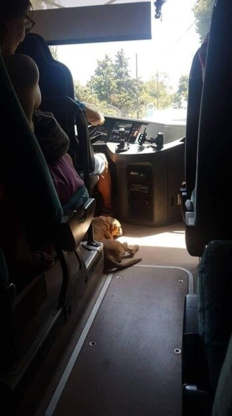 Ο οδηγός του ΚΤΕΛ που παραδέχεται όλο το διαδίκτυο: Παίρνει μαζί του στο λεωφορείο αδέσποτο σκύλο λόγω καύσωνα