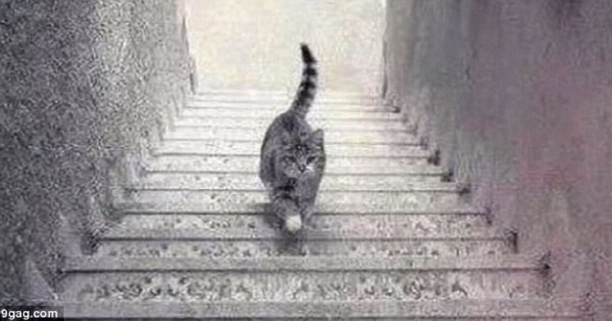 Γρίφος που δίχασε πολλούς: Τελικά, αυτή η γάτα ανεβαίνει ή κατεβαίνει τις σκάλες;