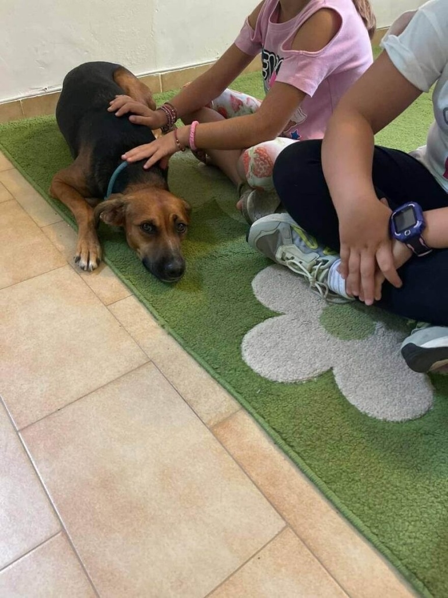 ΛΕΡΟΣ: Το πρώτο Φροντιστήριο που κάνει μάθημα μαζί με γατάκια & σκυλάκια