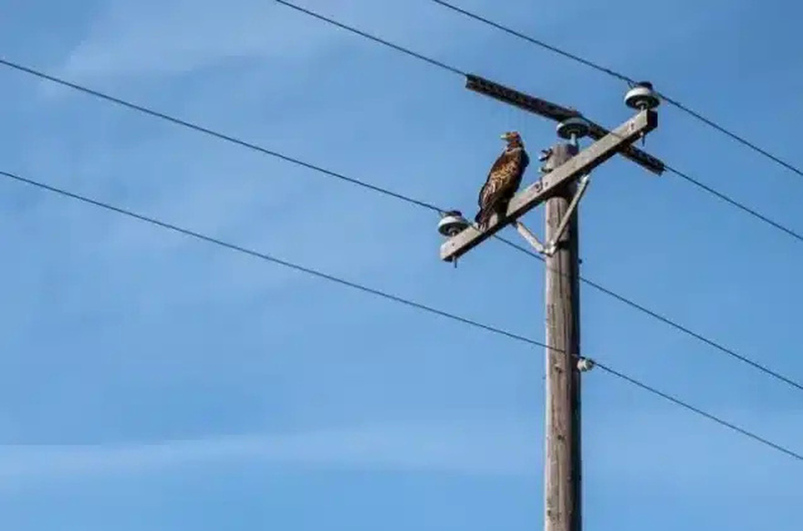 Γιατί τα πουλιά δεν παθαίνουν ηλεκτροπληξία στα καλώδια της ΔΕΗ – «Περνάει από μέσα του ένα…»