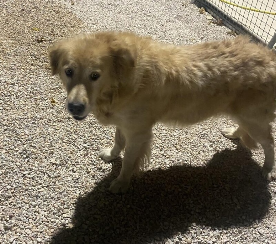 Πέθανε η γέρικη σκυλίτσα που κάποιοι παράτησαν στο δρόμο αυτές τις μέρες στη Γλυφάδα