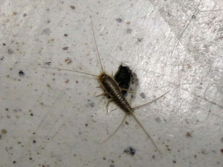 Να γιατί δεν πρέπει ποτέ να σκοτwσετe μια σαρανταποδαρούσα μέσα στο σπίτι σας