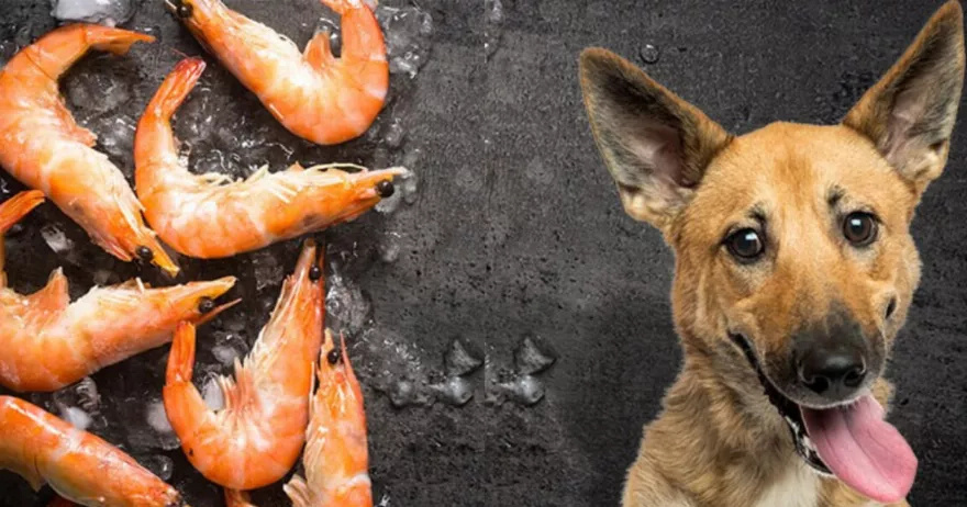 Διατροφή σκύλου: Μπορούν τα σκυλιά να φάνε γαρίδες;- Οφέλη και τι να προσέξετε