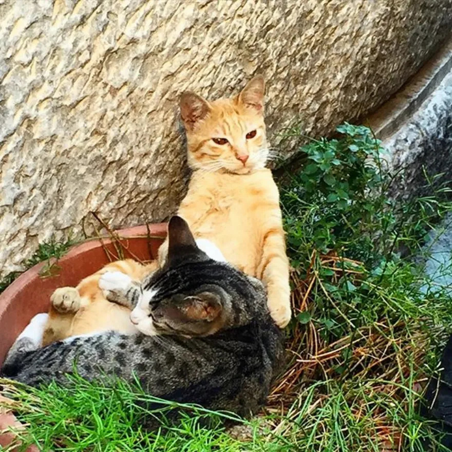 Η αγάπη για τους τετράποδους φίλους μας: Οι διάσημοι Έλληνες και η αγάπη τους για τα ζώα