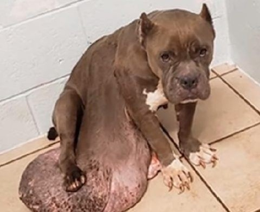 Ο σκύλος με τον μεγαλύτερο όγκο που έχετε δει ποτέ επιζεί από την επέμβαση και ανακτά τη χαρά του