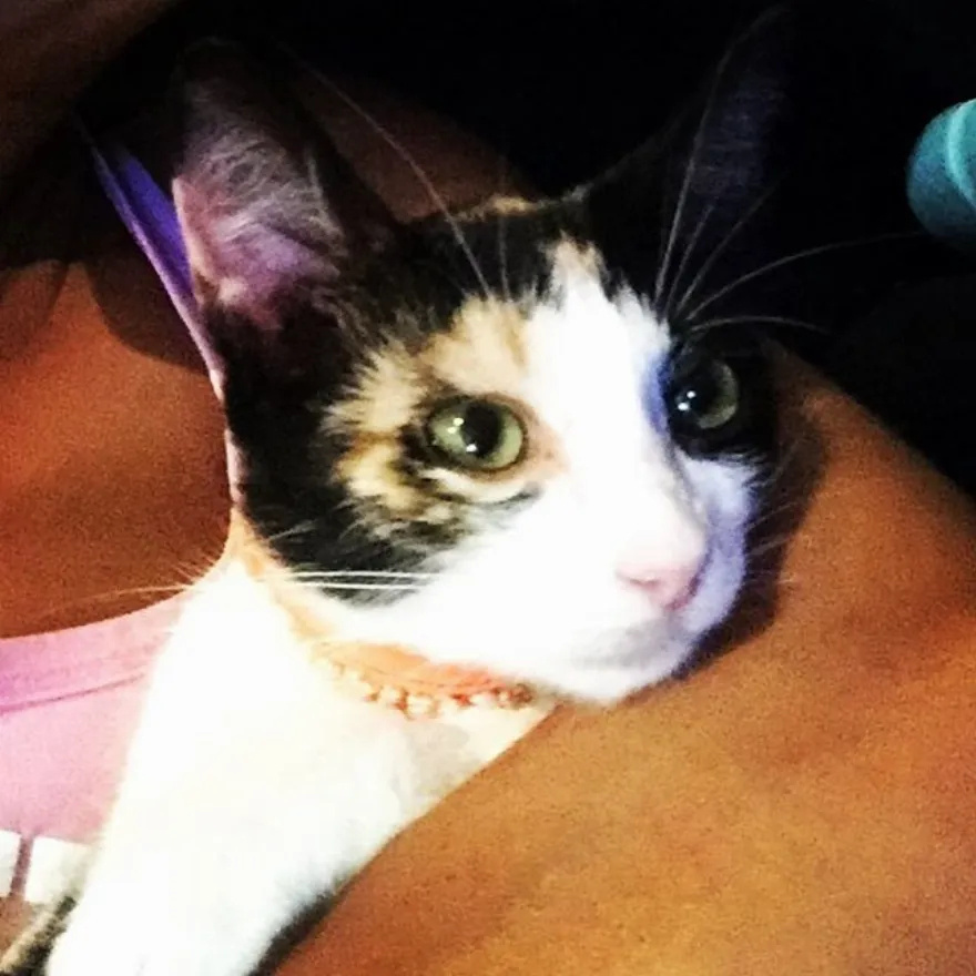 Η αγάπη για τους τετράποδους φίλους μας: Οι διάσημοι Έλληνες και η αγάπη τους για τα ζώα