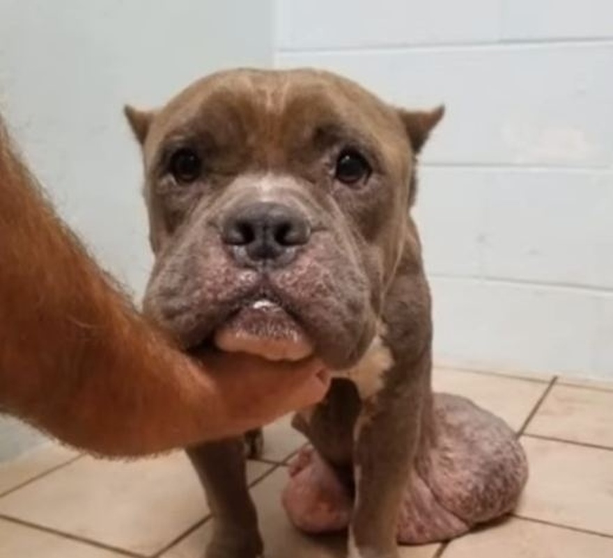 Ο σκύλος με τον μεγαλύτερο όγκο που έχετε δει ποτέ επιζεί από την επέμβαση και ανακτά τη χαρά του