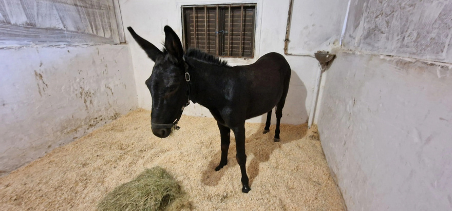 Έτοιμος ο γαιδαράκος που θα κάνει συντροφιά στην κυρά Ρηνιώ στην Κίναρο