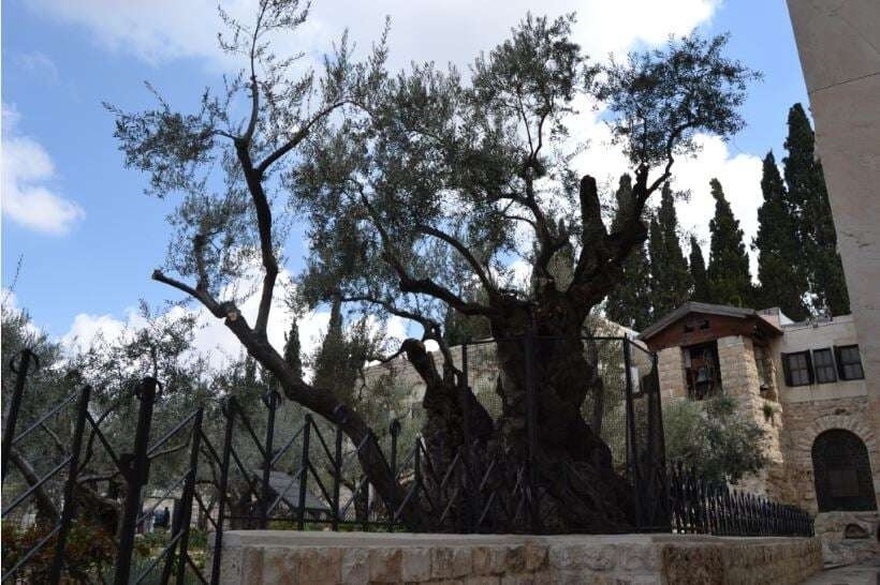 Στον Κήπο της Γεθσημανή: O τόπος στον οποίο ο Χριστός προσευχήθηκε πριν το Άγιο Πάθος