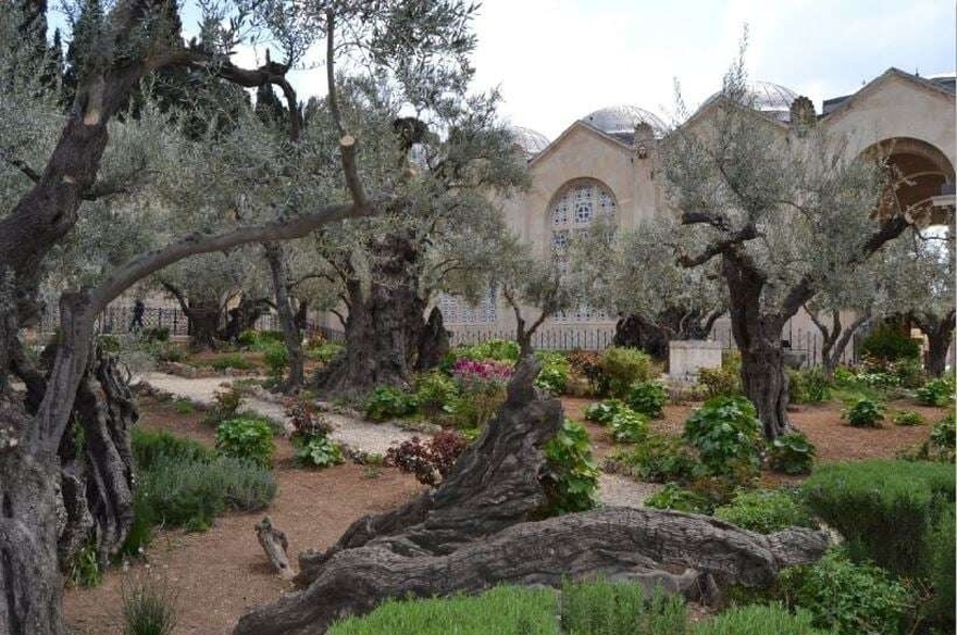Στον Κήπο της Γεθσημανή: O τόπος στον οποίο ο Χριστός προσευχήθηκε πριν το Άγιο Πάθος