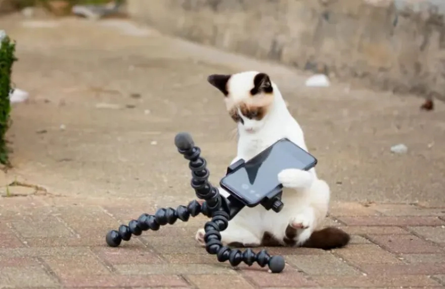 Ξεκαρδιστικά στιγμιότυπα με ζωάκια που κέρδισαν τα Comedy Pets Photo Awards