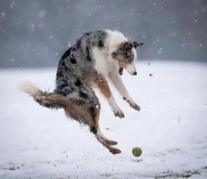 Ξεκαρδιστικά στιγμιότυπα με ζωάκια που κέρδισαν τα Comedy Pets Photo Awards