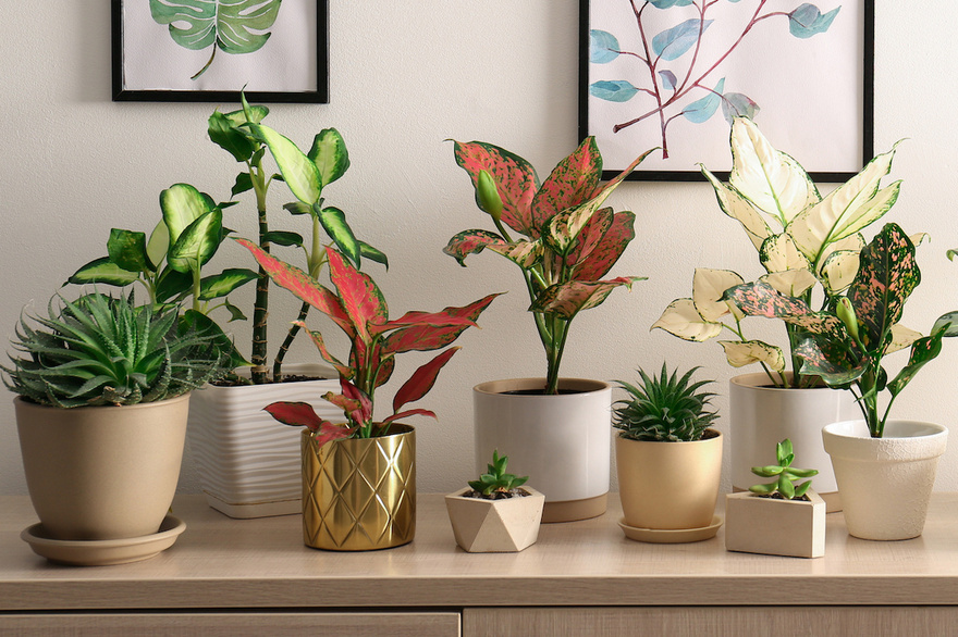 Νικήστε τη ζέστη: 4 φυτά εσωτερικού χώρου που θα κρατήσουν το σπίτι σας δροσερό