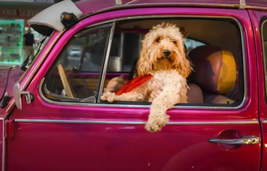 Ξεκαρδιστικά στιγμιότυπα με ζωάκια που κέρδισαν τα Comedy Pets Photo Awards