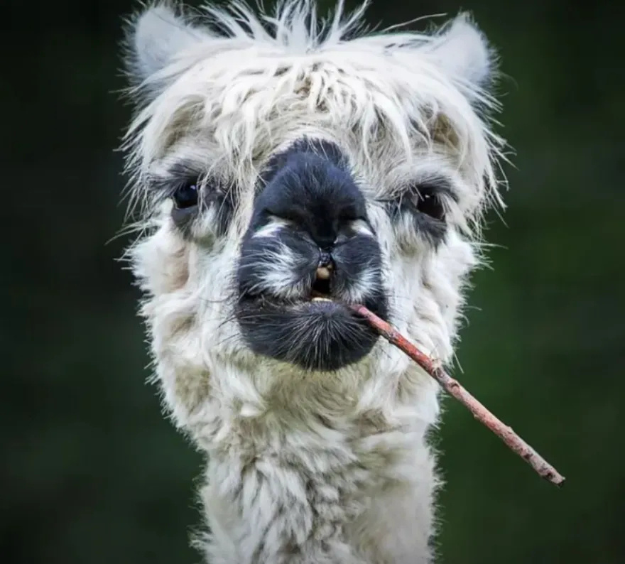 Ξεκαρδιστικά στιγμιότυπα με ζωάκια που κέρδισαν τα Comedy Pets Photo Awards