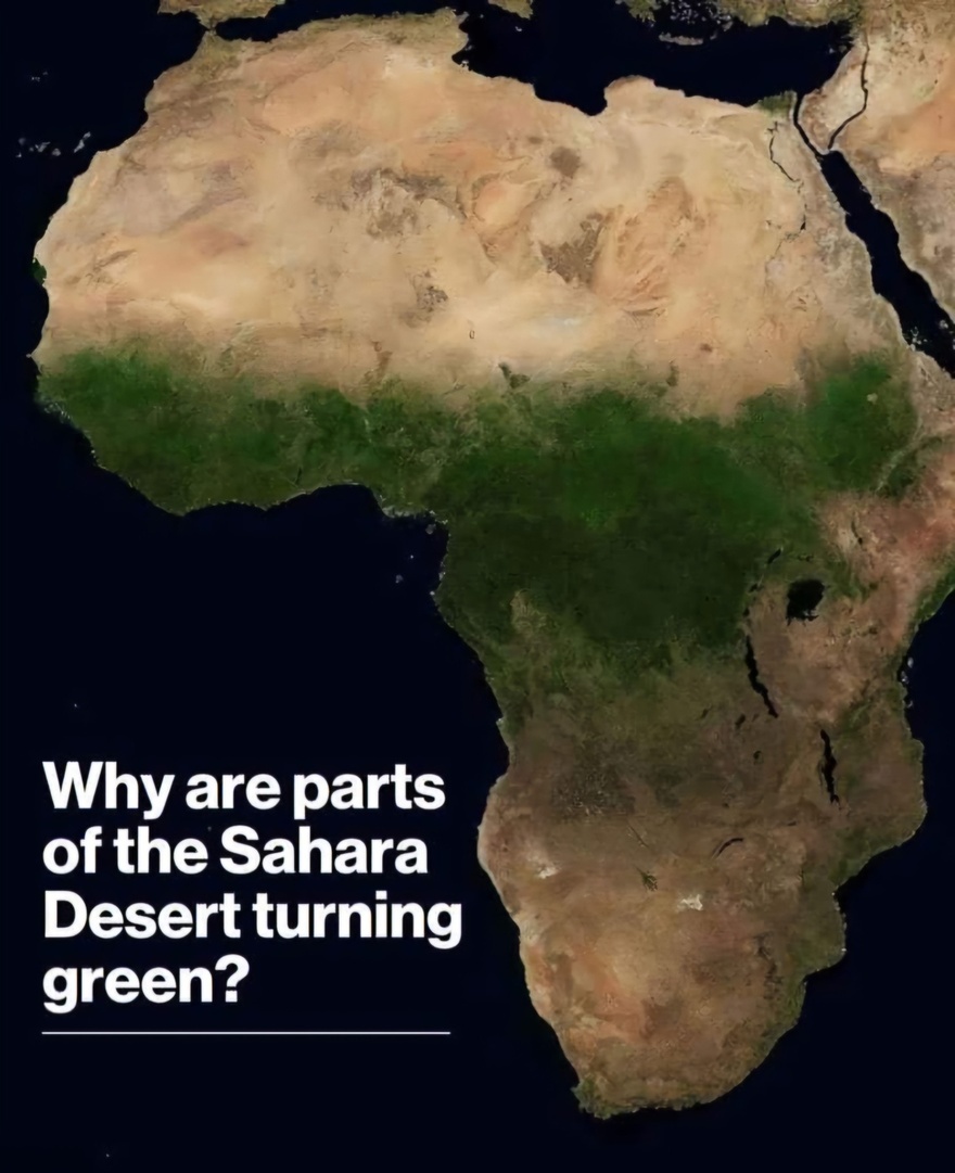 The Sahara Desert Is Starting To Turn Green Thanks to Heavy Rain Fall