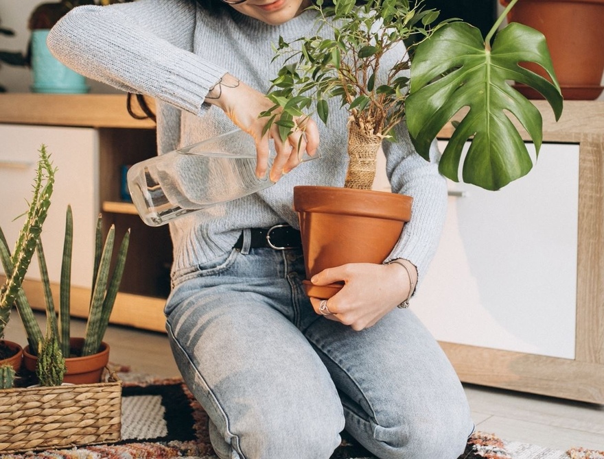 Νικήστε τη ζέστη: 4 φυτά εσωτερικού χώρου που θα κρατήσουν το σπίτι σας δροσερό