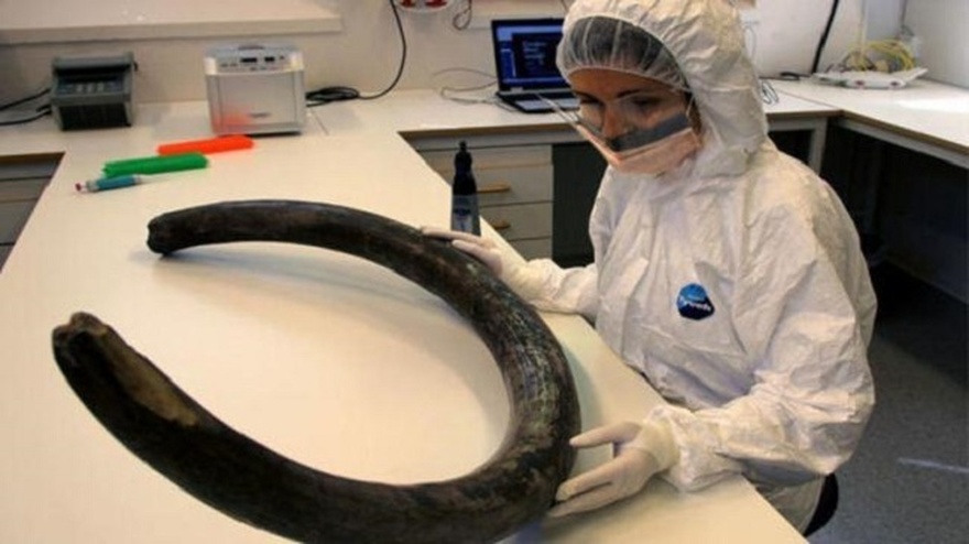 Ελευθερία Παλκοπούλου: Η Ελληνίδα επιστήμονας από τις Ράχες Φθιώτιδας επικεφαλής στο Χάρβαρντ