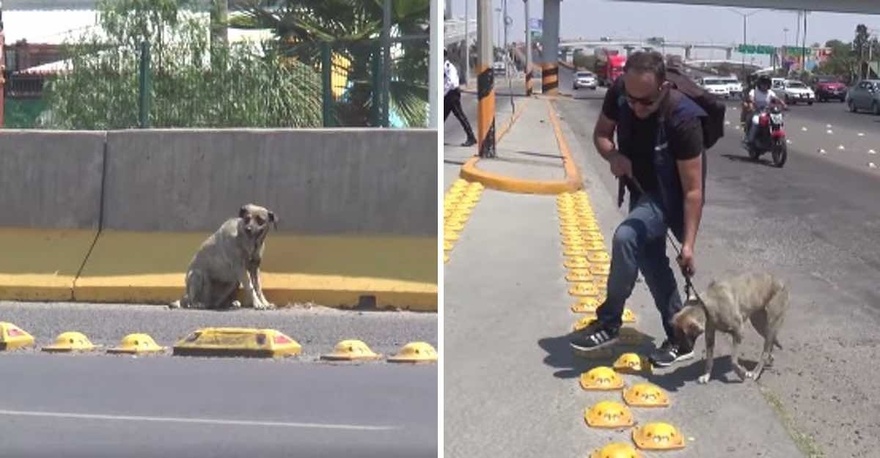 Ο ρεπόρτερ διακόπτει τη ζωντανή μετάδοσή του για να σώσει τον τραυματισμένο σκύλο. Eίναι ήρωας χωρίς κάπα