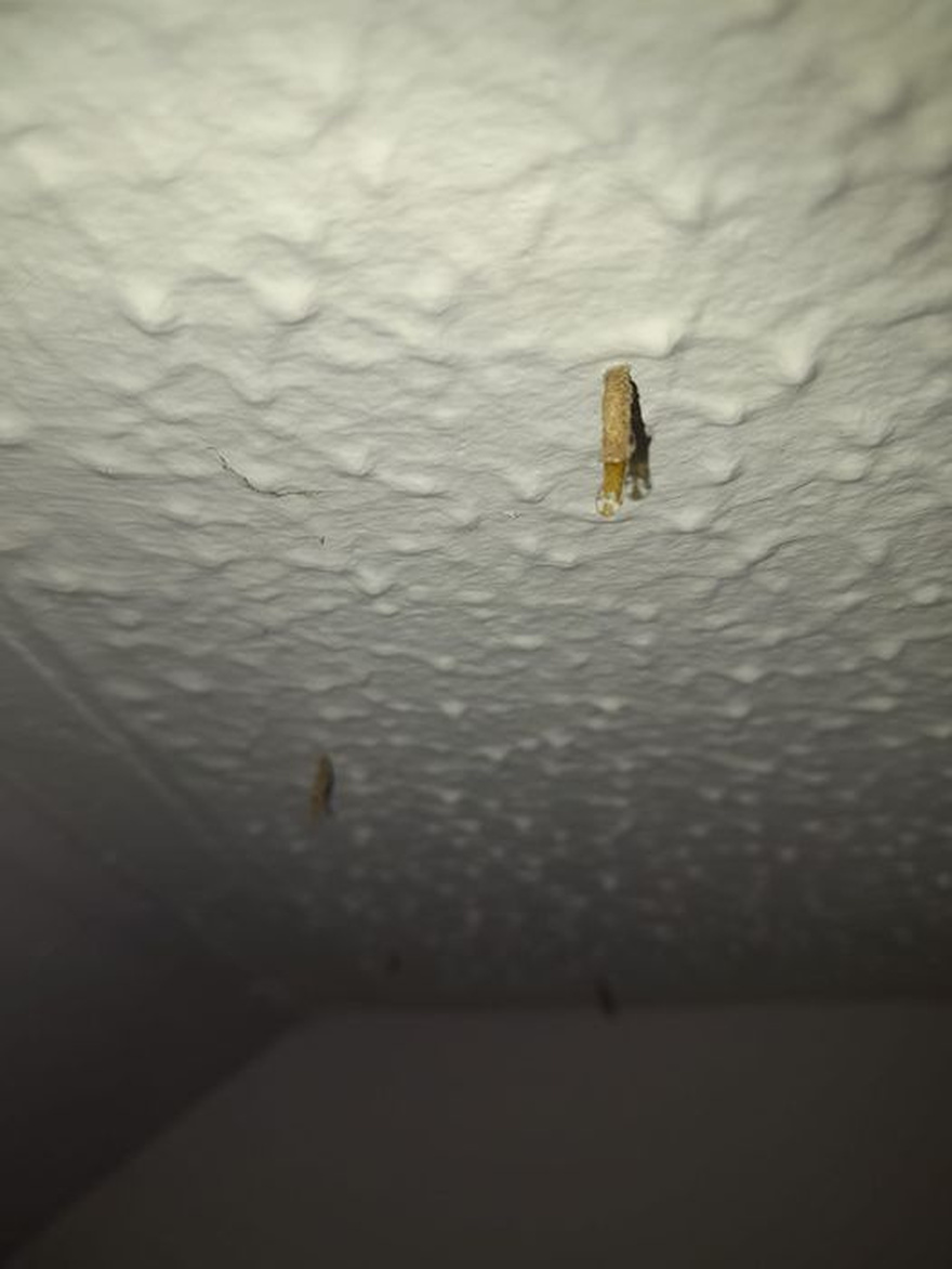 Deal With Unwanted Guests: How to Identify and Rid Your Home of Ceiling Creepers