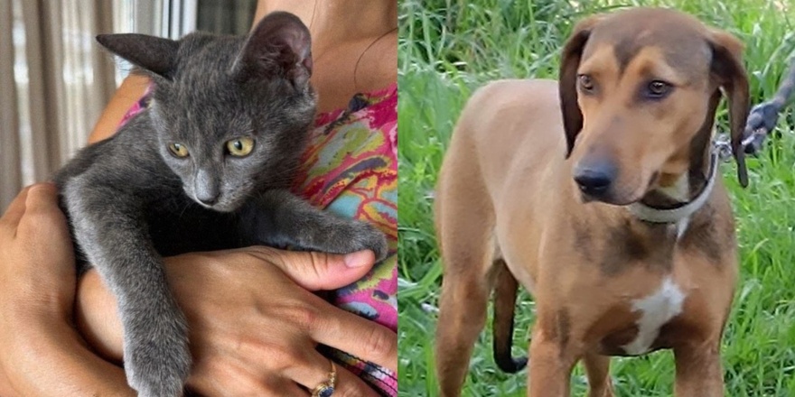 5/10 «Pet Day» Γιορτή με υιοθεσίες, συμβουλευτική από εκπαιδευτές και δραστηριότητες απο το Δήμο Νέας Σμύρνης και την Αστική Πανίδα του Δήμου Αθηναίων