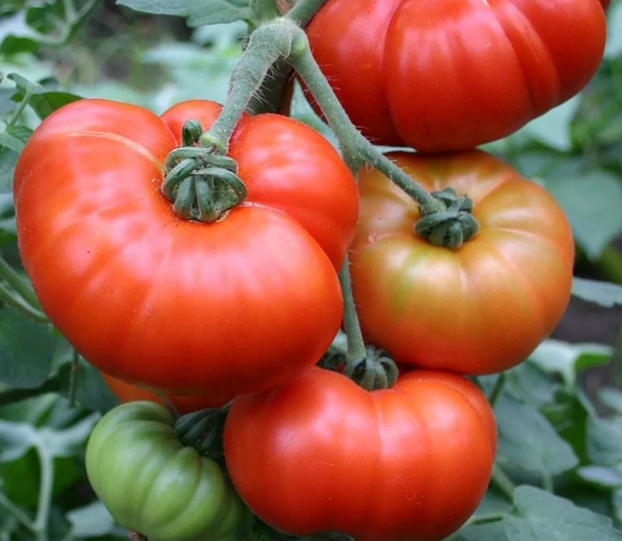 Πως να ξεχωρίστε τις φυσικά ώριμες ντομάτες από τις χημικά επεξεργασμένες