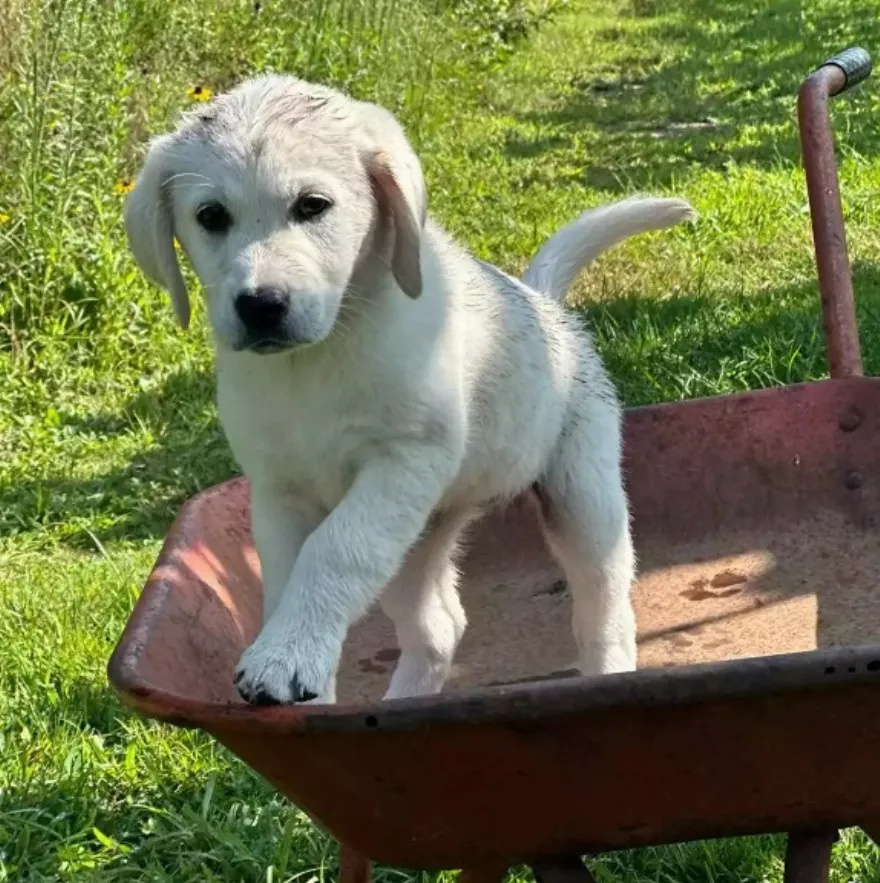 Είναι αξιαγάπητο: Ο Neil Patrick Harris μας παρουσιάζει την Bianca το το νεότερο μέλος της οικογένειάς του