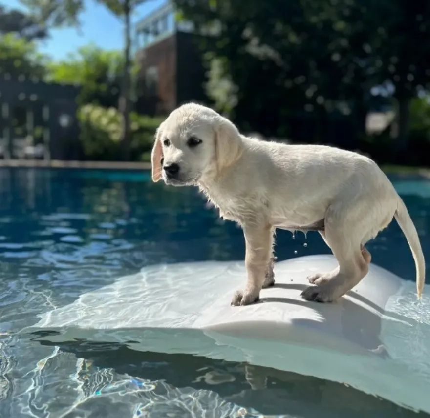 Είναι αξιαγάπητο: Ο Neil Patrick Harris μας παρουσιάζει την Bianca το το νεότερο μέλος της οικογένειάς του