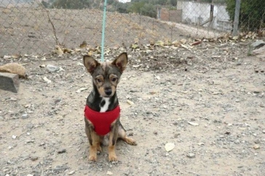 Τυφλό σκυλί που έτρεμε κάτω από αυτοκίνητο βρήκε νέα οικογένεια: «Δεν γρύλισε ούτε δάγκωσε, μας αγκάλιασε»