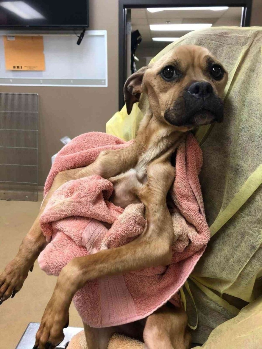 Παρόλο που κακοποιήθηκε, ένα αδύναμο σκυλί προσφέρει στοργή στους διασώστες του