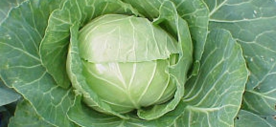 Η πεντανόστιμη σαλάτα που αδυνατίζει έχει αντικαρκινικές ιδιότητες βοηθάει την καρδιά και ρίχνει το σάκχαρο