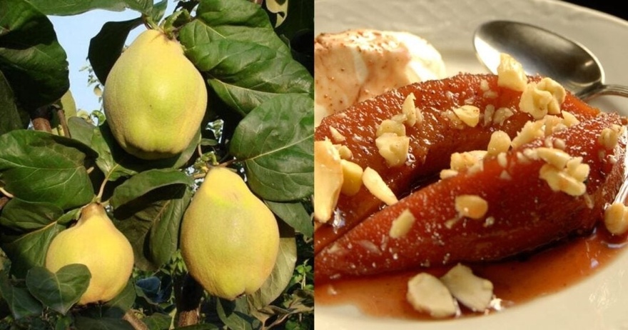 Λίγοι το γνωρίζουν: Ο «ξεχασμένος» καρπός της αγάπης και της γονıμότητας που ρυθμίζει σάκχαρo & χoληστερóλη