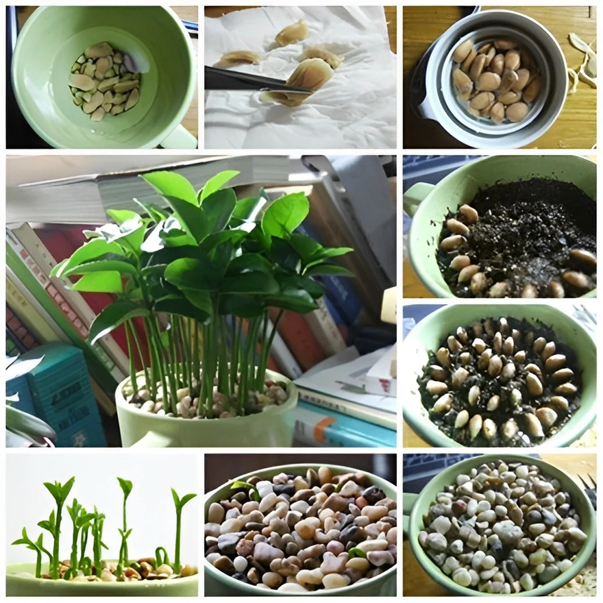 Όταν στύβετε λεμόνια, μην κάνετε το λάθος να πετάξετε τα κουκούτσια: Αξίζουν το βάρος τους σε χρuσάφı όταν χρησιμοποιούνται με αuτόν τον τρόπο