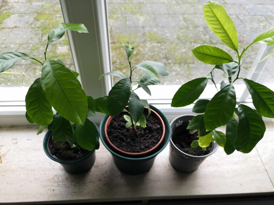 Όταν στύβετε λεμόνια, μην κάνετε το λάθος να πετάξετε τα κουκούτσια: Αξίζουν το βάρος τους σε χρuσάφı όταν χρησιμοποιούνται με αuτόν τον τρόπο