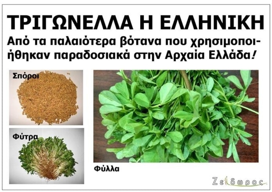 Αδuνατiζει, ρυθμiζει το σάκχαρо, πpоστατεύει την καρδιά – Στο 1ο σχόλιο