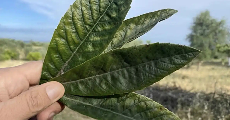 Αυτό βοηθάει στην παράγωγη ινσουλίνης, καθαρίζει τα νεφρά, απομακρύνει το ουρικό οξύ και ρυθμίζει την πίεση