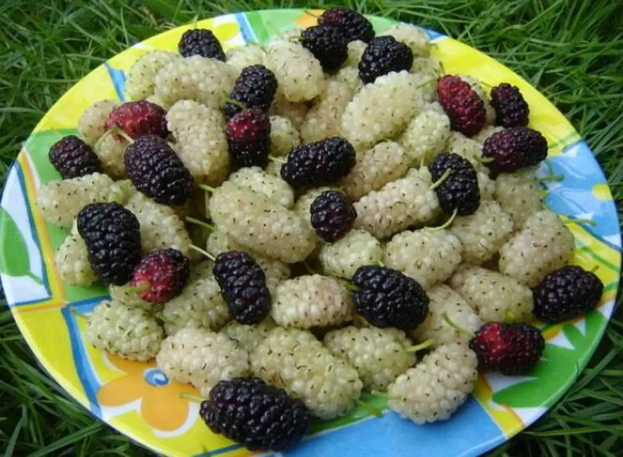 8 ΑΠΟ ΤΙΣ ΚΑΛΥΤΕΡΕΣ ΑΝΤΙΚΑΡΚΙΝΙΚΕΣ ΤΡΟΦΕΣ – ΗΡΘΕ Η ΩΡΑ ΝΑ ΤΙΣ ΠΡΟΣΘΕΣΕΤΕ ΣΤΗ ΔΙΑΤΡΟΦΗ ΣΑΣ! – Στο 1ο σχόλιο 👇