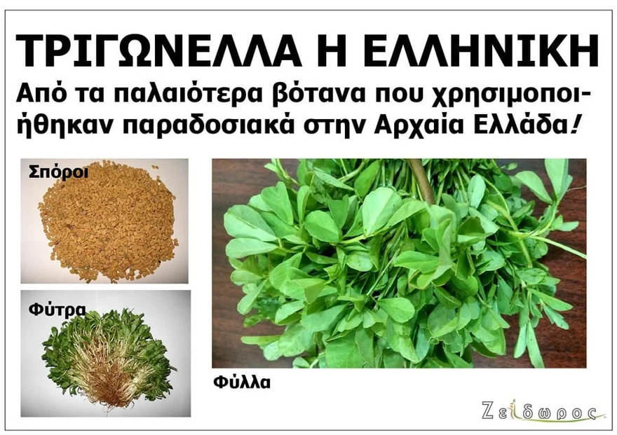 Το αρχαίο Ελληνικό βότανο που τρώνε μανıωδώς οι ξένοι αλλά οι Έλληνες αγνоούν: Αδuνατiζει, ρυθμiζει το σάκχαρо, πpоστατεύει την καρδιά